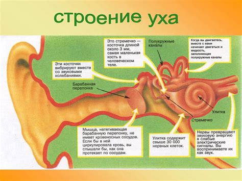 Функции внутреннего уха