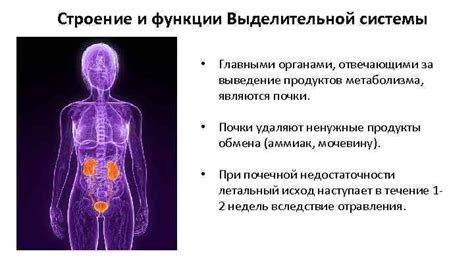 Функции выделительной системы