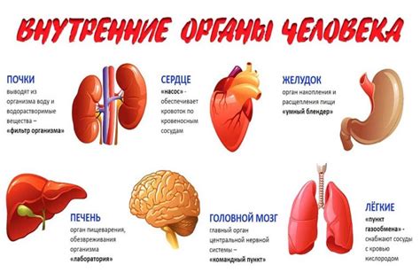 Функции в организме человека