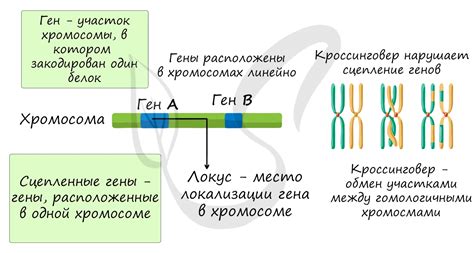 Функции гена на 16 хромосоме