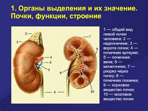 Функции генеративной почки и их значение
