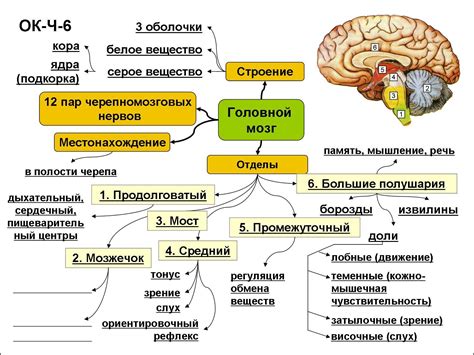 Функции глазков и их значение