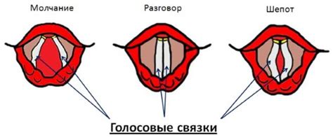 Функции голосовых связок