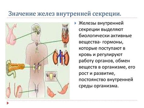 Функции желез смешанной секреции в организме