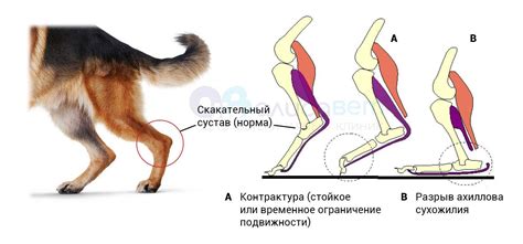 Функции задних лап