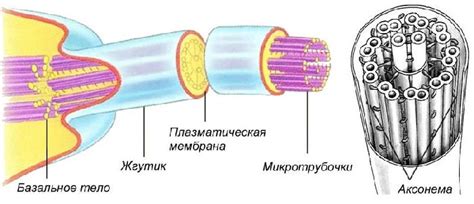 Функции и движения