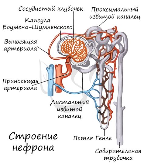 Функции и структура почечного сбора