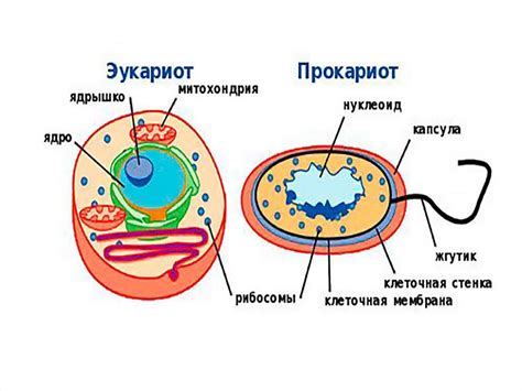 Функции клеток растений и бактерий