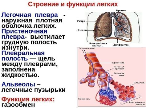 Функции легких