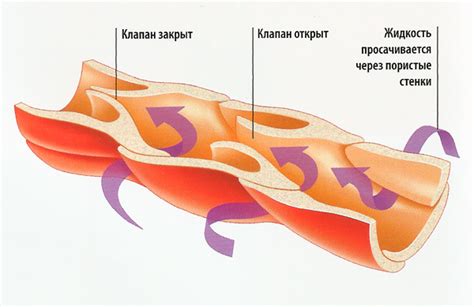 Функции лимфатических сосудов