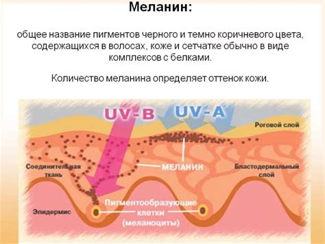 Функции меланина на коже