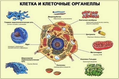 Функции органоидов в клеточной деле