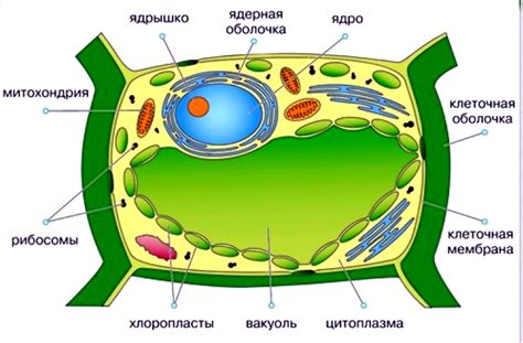 Функции органоидов в растительной клетке