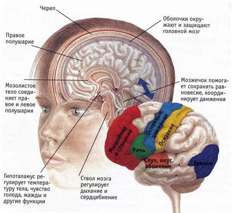 Функции подкорки мозга в жизни человека