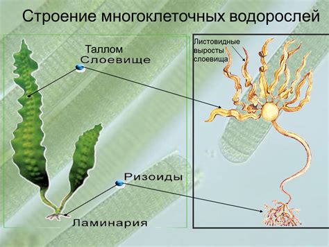 Функции псевдокорней у водорослей