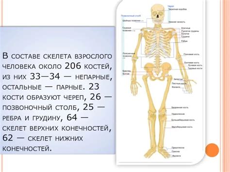 Функции скелета у человека и млекопитающих