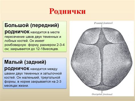 Функции темечка
