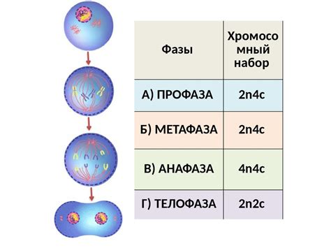 Функции центриолей в митозе и мейозе
