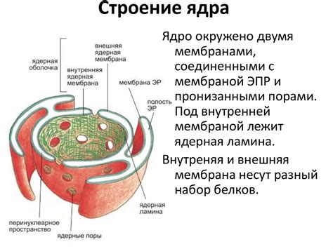 Функции ядерной мембраны в бактериях