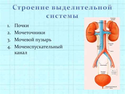 Функциональная анатомия выделительной системы