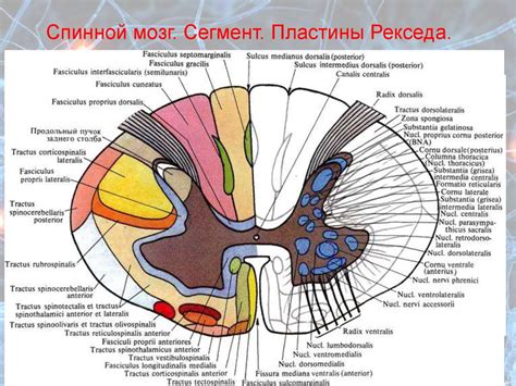 Функциональная единица спинного мозга: влияние на работу органов