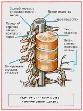 Функциональная единица спинного мозга: механизмы деятельности