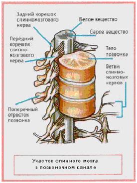 Функциональная единица спинного мозга: роль в передаче сигналов