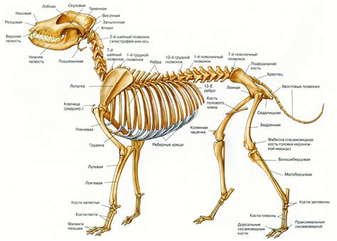 Функциональная роль передних лап коровы