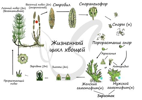 Функциональное значение корней хвощей
