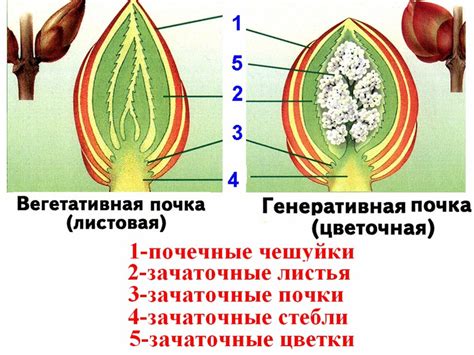 Функциональные особенности у вегетативной почки