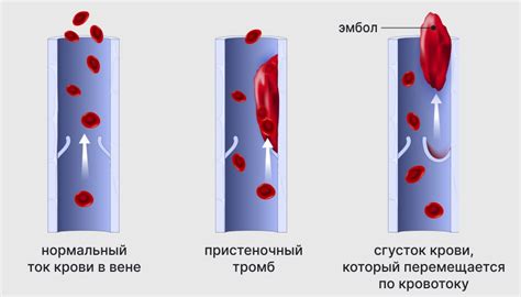 Функционирование кровеносных сосудов