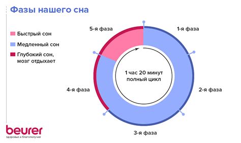Функционирование организма во время сна: раскрытие механизмов баеровского сна