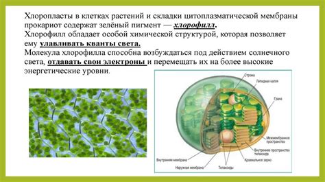 Функция хлорофилла в клетках