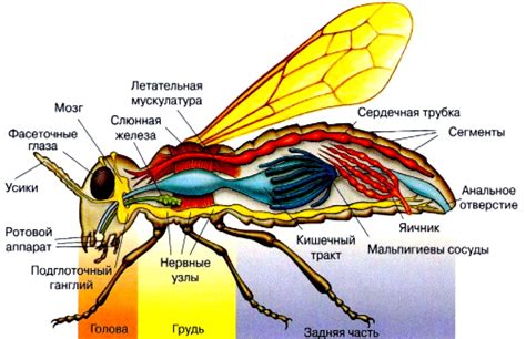 Характеристики и анатомия строговых насекомых