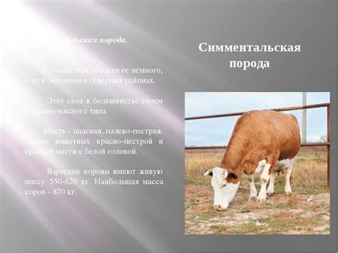 Характеристики породы
