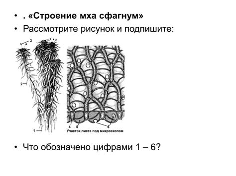 Характеристики сфагнума