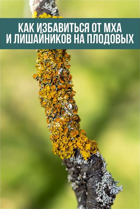 Химические средства против мха на плодовых деревьях