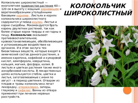 Химический состав растения и его воздействие на поведение собак