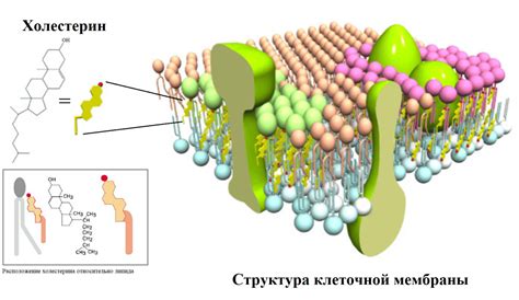 Холестерол в составе клеточной мембраны