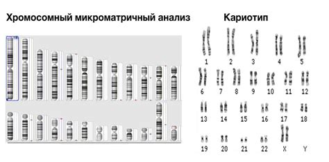 Хромосомный анализ для установления гемофилии