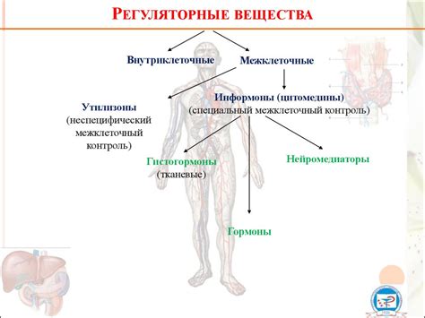 Цельность организма: взаимосвященность действий и обмена информацией