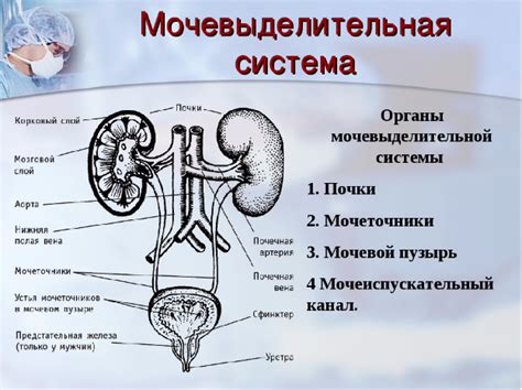 Цистометрия: изучение функции мочевого органа у представителей мужского пола