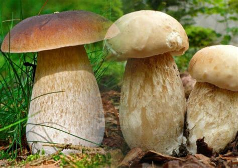 Чем полезны грибы для лесного экосистемы