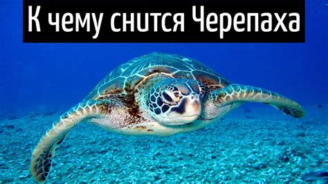 Черепаха во сне