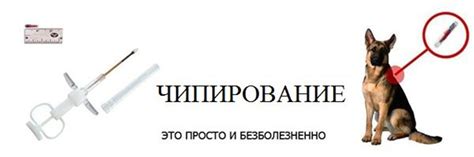 Чипирование собак: зачем это нужно