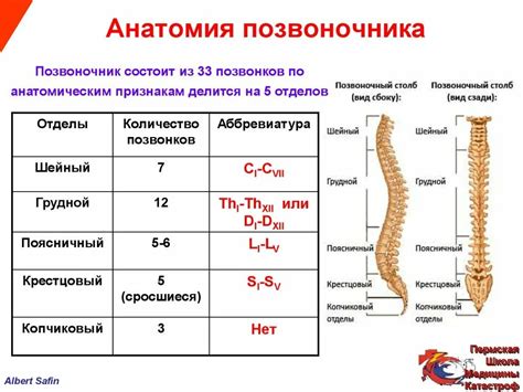 Число позвонков и их особенности