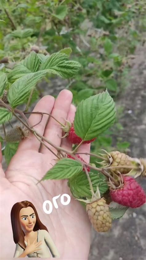 Чистота и полезные свойства