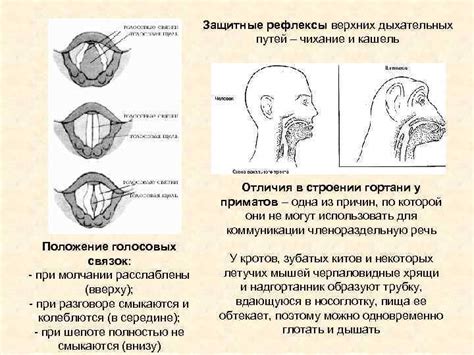 Чихание и кашель