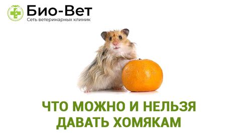 Что можно и нельзя давать червям