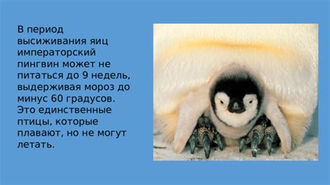Что о птицах могут рассказать о вас